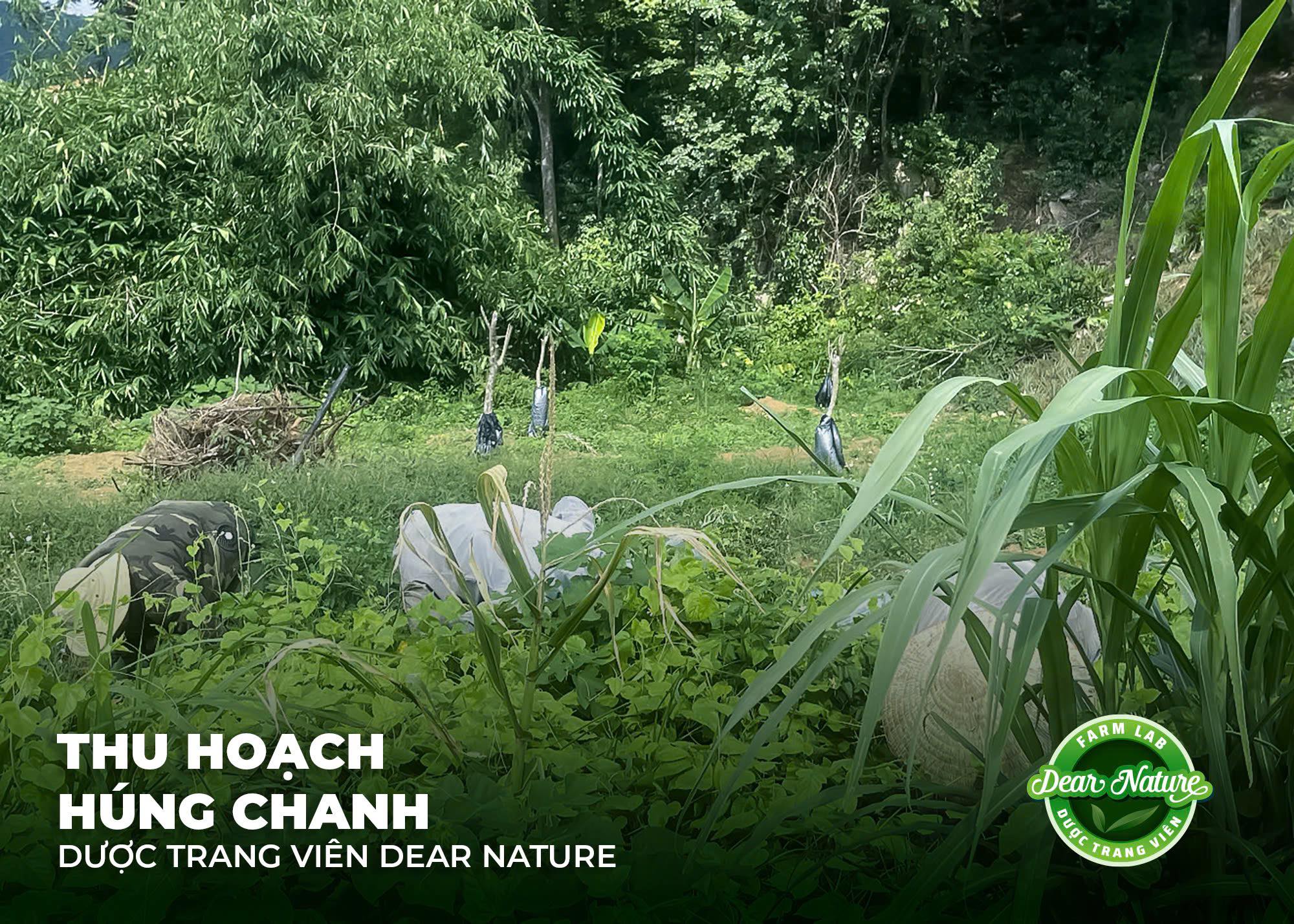 Cận cảnh lá Húng Chanh tươi xanh, mọng nước, giàu tinh dầu