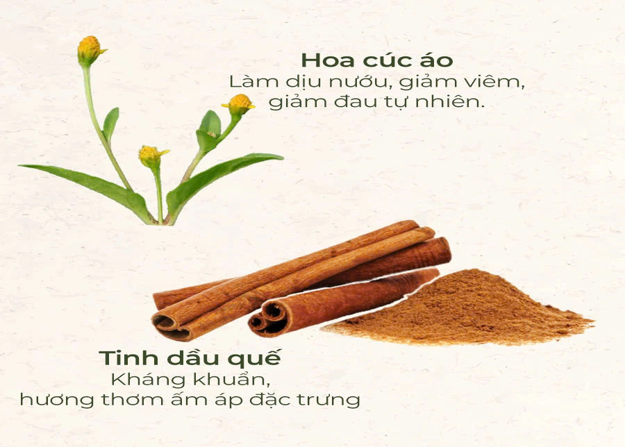 Bông hoa cúc áo vàng đặc trưng