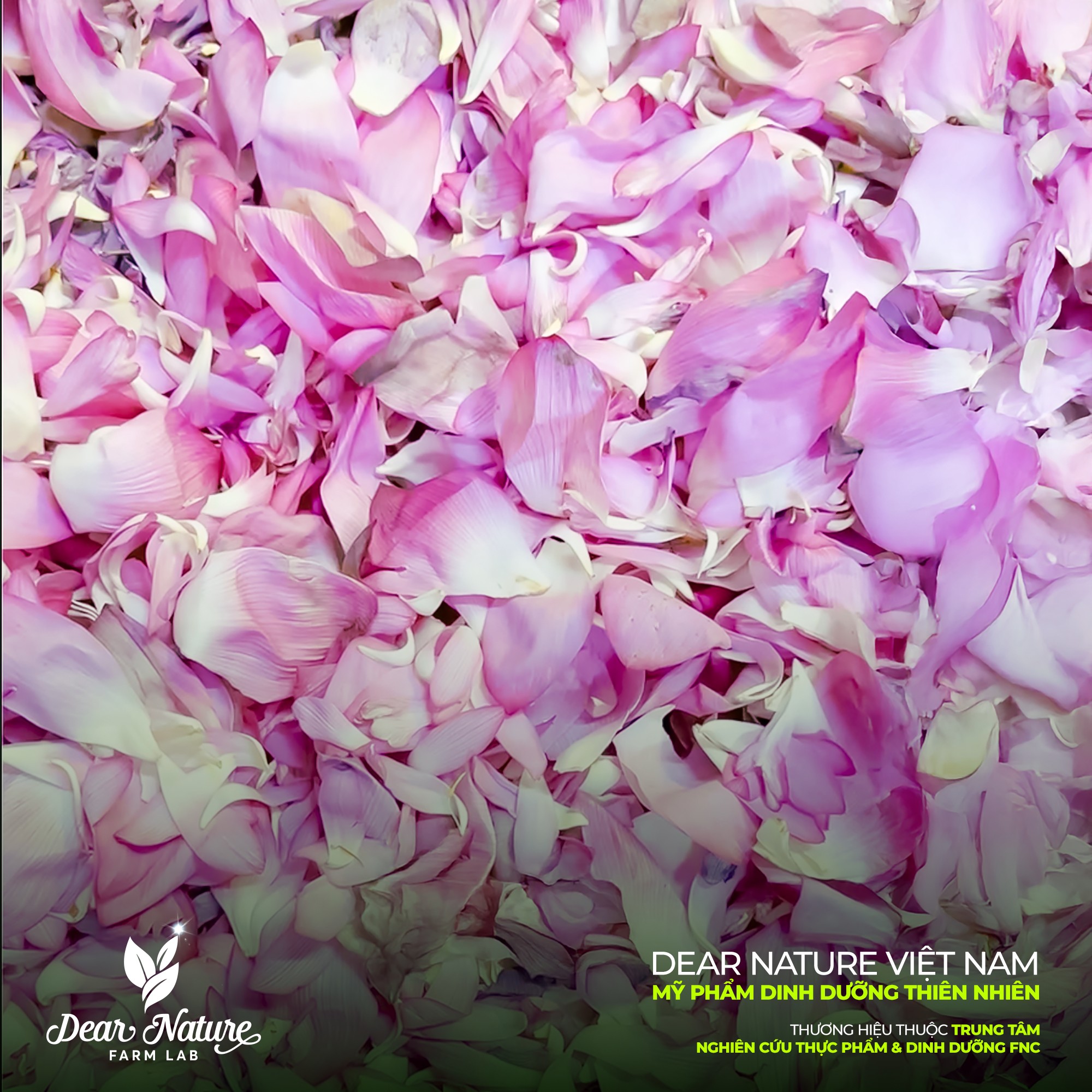 Vẻ đẹp tinh khôi của đầm sen Bách diệp Tây Hồ vào buổi sớm