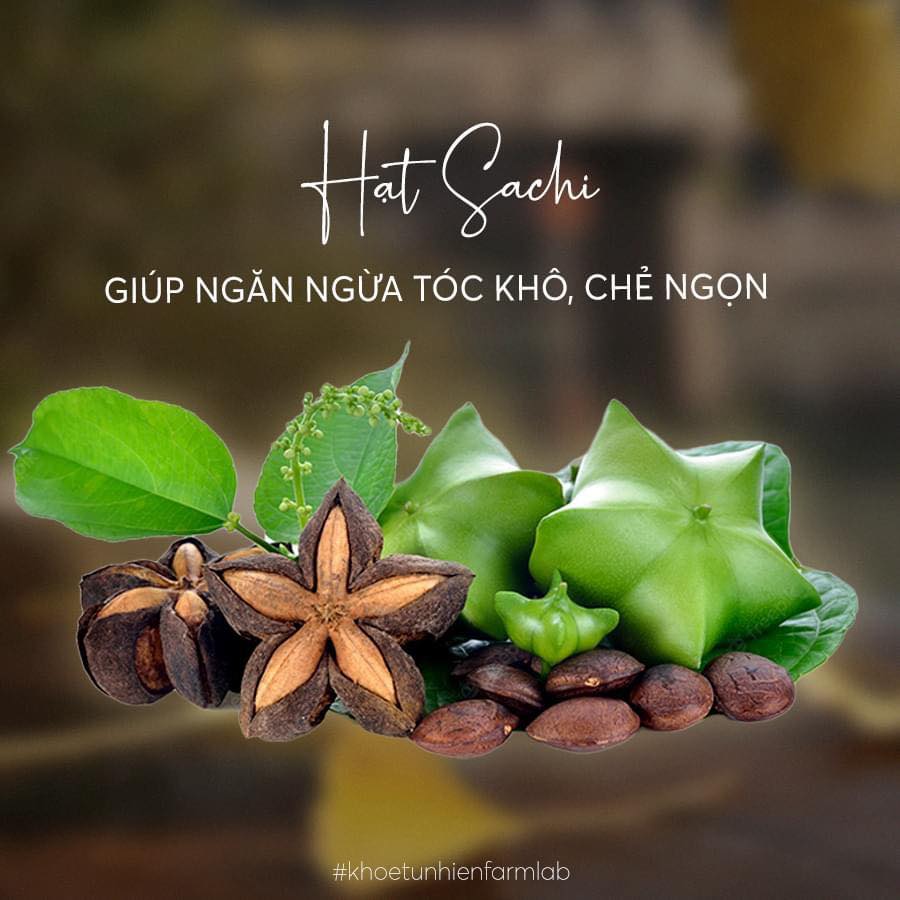 Dầu Sachi giúp dưỡng ẩm, chống lão hóa cho da và nuôi dưỡng mái tóc khỏe đẹp