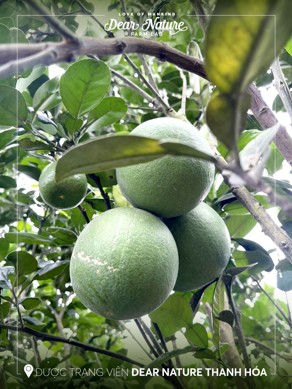 Cây bưởi hữu cơ Dear Nature trĩu quả bưởi non xanh mọng, hứa hẹn một mùa thu hoạch bội thu.