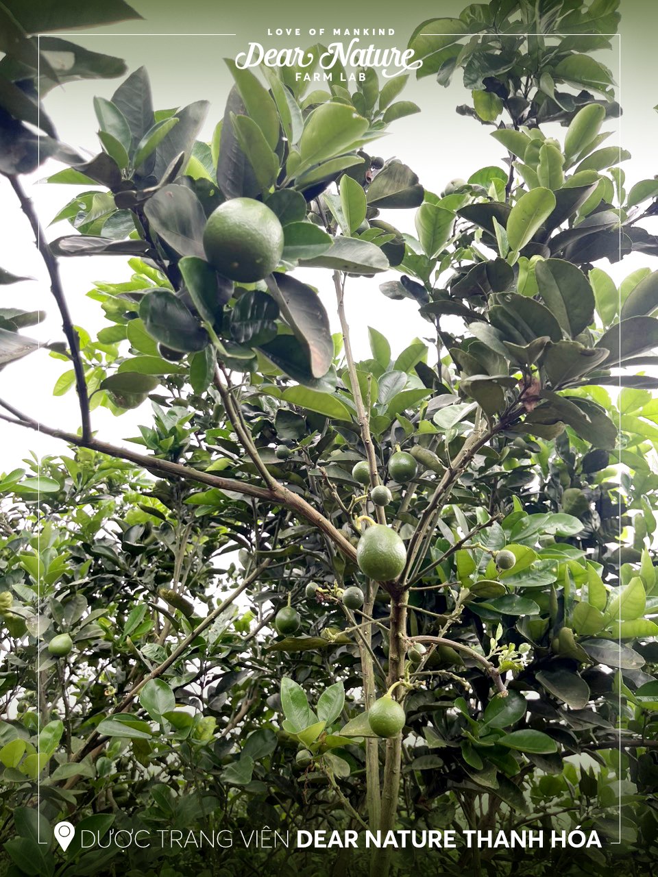 Quy trình thu hoạch bưởi non Dear Nature được thực hiện thủ công một cách tỉ mỉ, đảm bảo mang đến cho khách hàng những trái bưởi tươi ngon nhất.