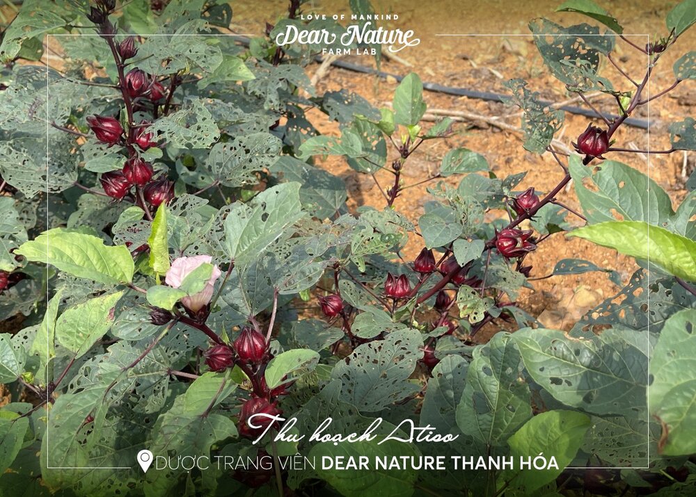 Hoa Atiso và Hương nhu được trồng và thu hoạch theo phương pháp "Thuận tự nhiên", đảm bảo an toàn cho da và sức khỏe người sử dụng.