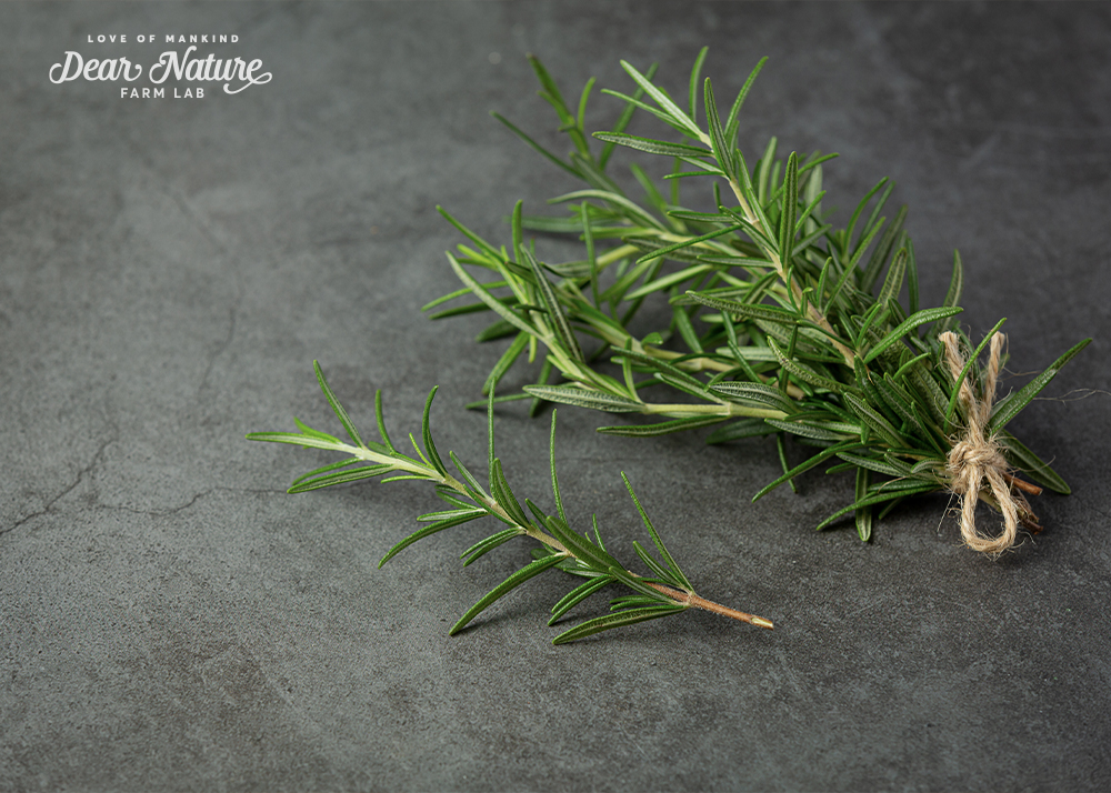 Tinh dầu Hương Thảo của Dear Nature nguyên chất, chiết xuất từ lá hương thảo tươi, mang đến giải pháp làm đẹp tự nhiên và hiệu quả cho làn da và mái tóc.