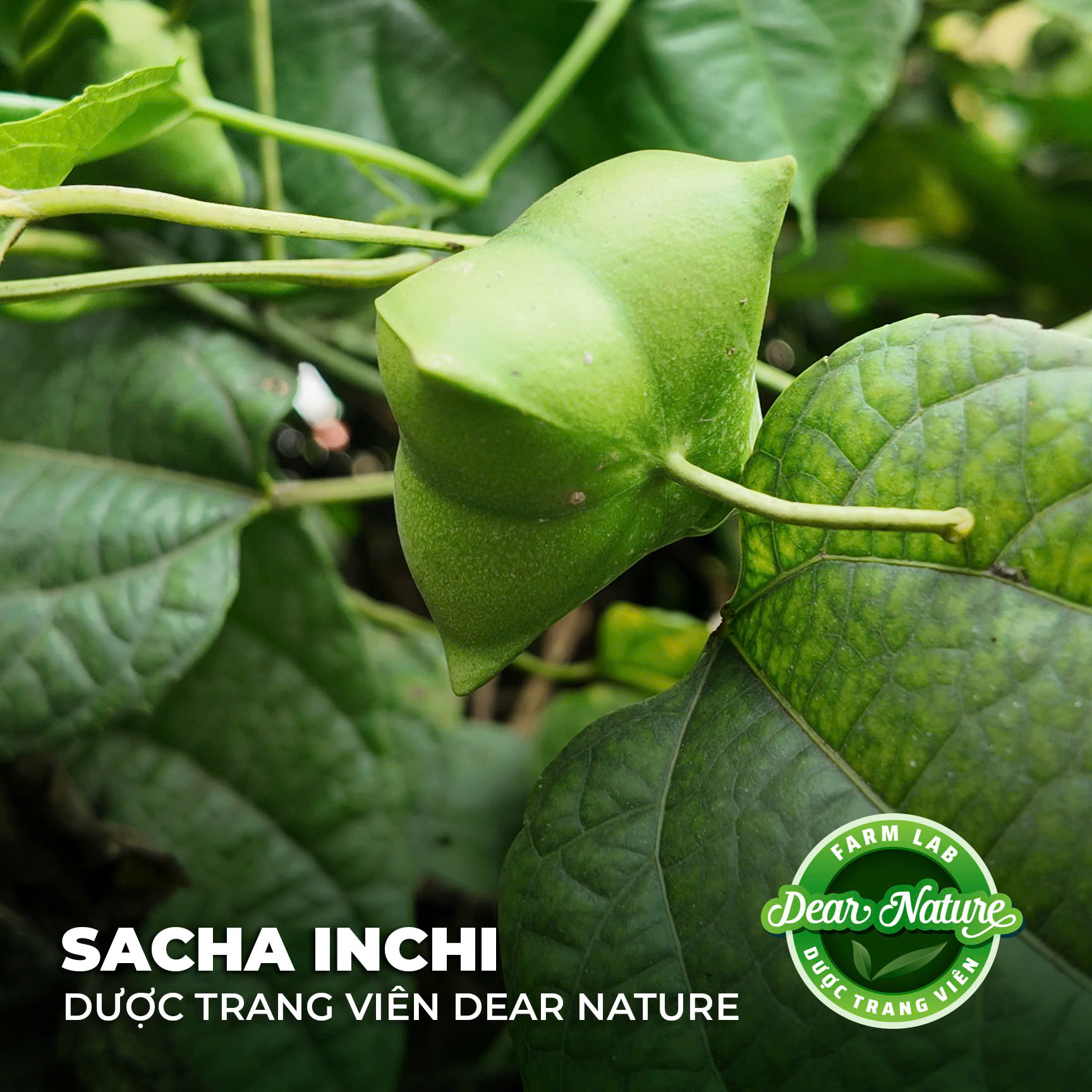 Thành phần dinh dưỡng vượt trội của hạt Sachi với Omega 3-6-9, protein và Vitamin E