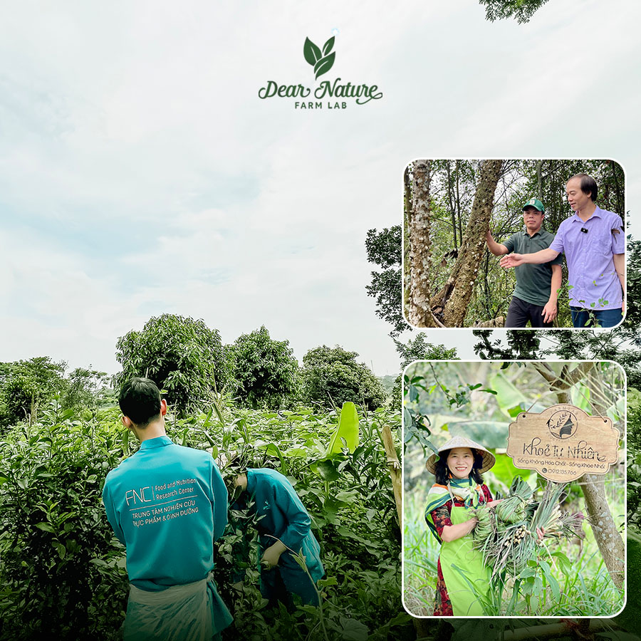 Dược Trang Viên Dear Nature tại Hoà Thạch, Quốc Oai, nơi canh tác dược liệu hữu cơ