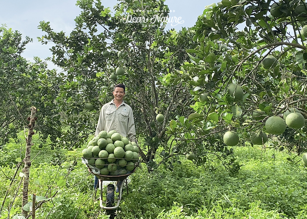 Nhân viên Dear Nature tỉ mỉ thu hoạch cúc áo, húng chanh, mần trầu, bưởi non tại Dược Trang Viên Thanh Hóa để tạo nên những sản phẩm chăm sóc sức khỏe và sắc đẹp chất lượng.