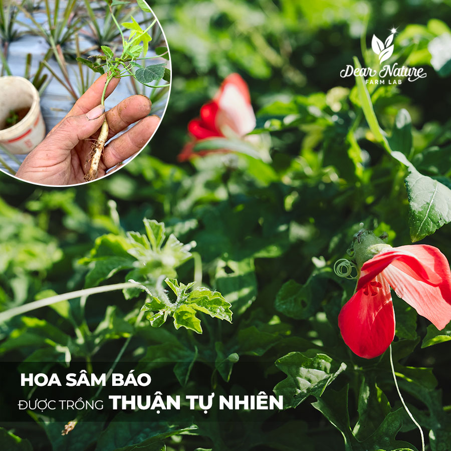 Hoa Sâm Báo được trồng thuận tự nhiên tại Dược Trang Viên Dear Nature