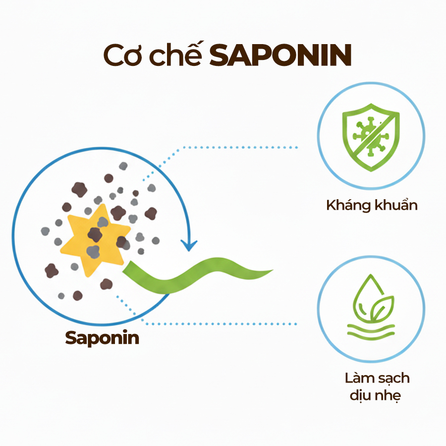 Hoạt chất Saponin trong bồ kết giúp làm sạch da đầu dịu nhẹ và kháng khuẩn