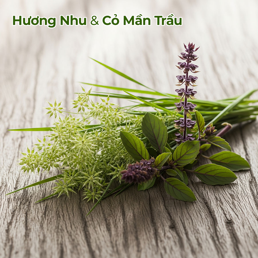 Thảo dược Hương Nhu và Cỏ Mần Trầu giúp trị gàu, giảm ngứa và ngăn ngừa rụng tóc hiệu quả.