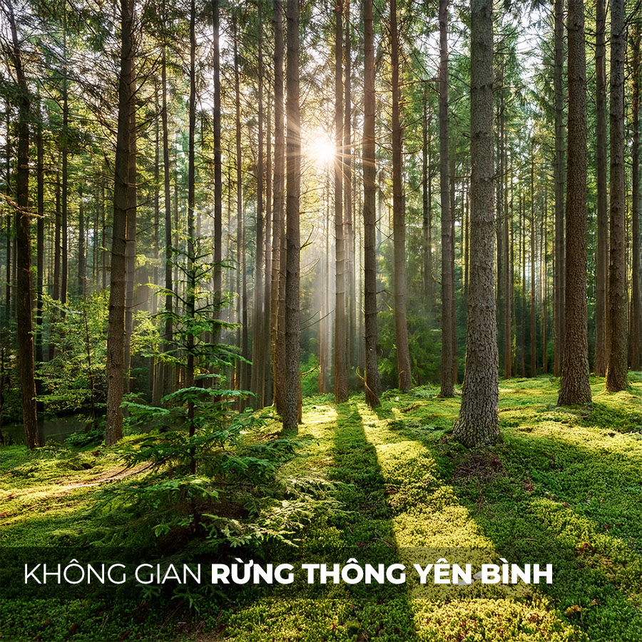 Hương thơm tinh dầu gỗ thông gợi cảm giác yên bình của rừng xanh