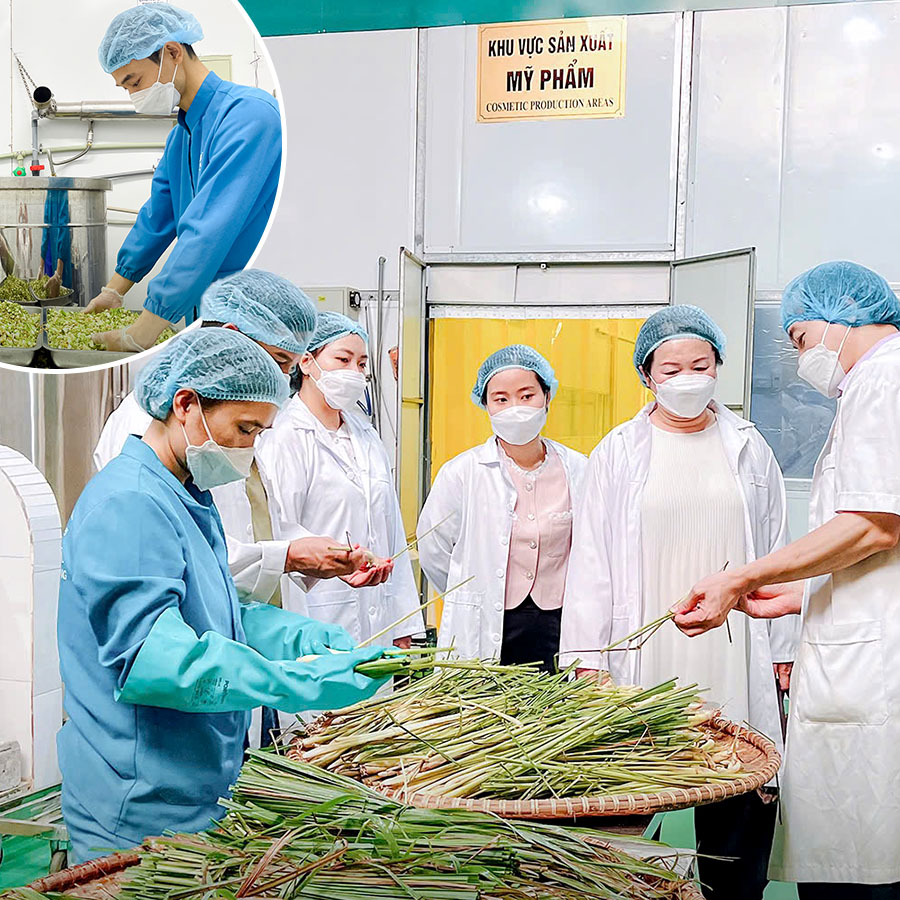 Kiểm soát chất lượng nguyên liệu đầu vào tại nhà máy Dear Nature