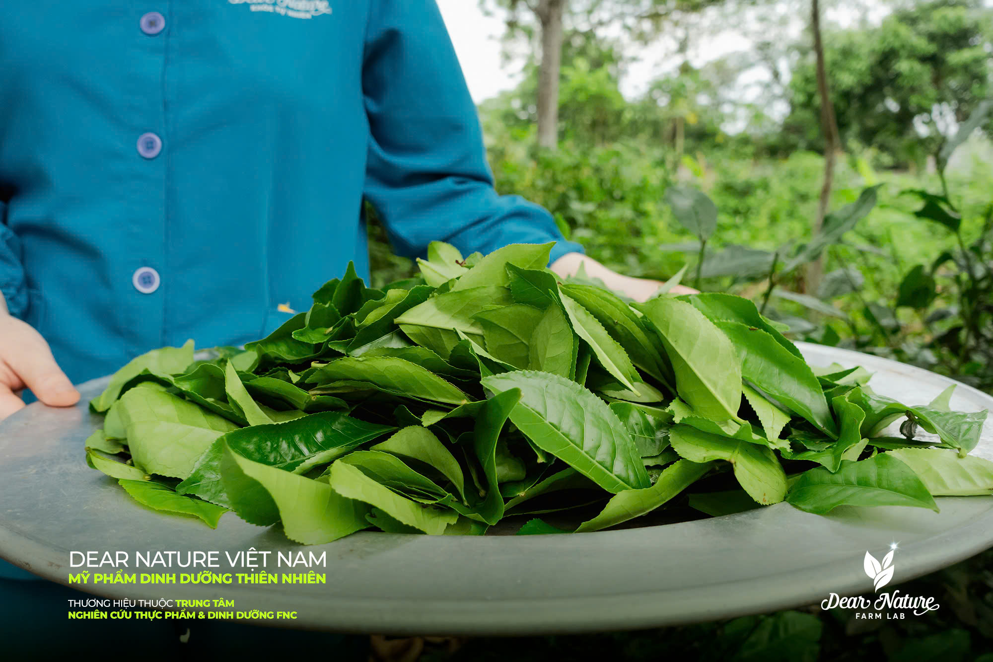 Lá chè xanh sau khi sấy lạnh vẫn giữ nguyên màu sắc, hương thơm và dưỡng chất