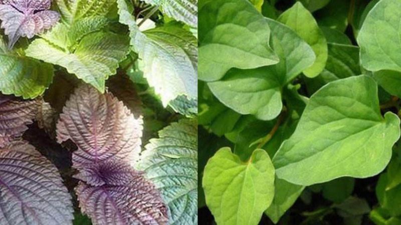 la tia to va la diep ca