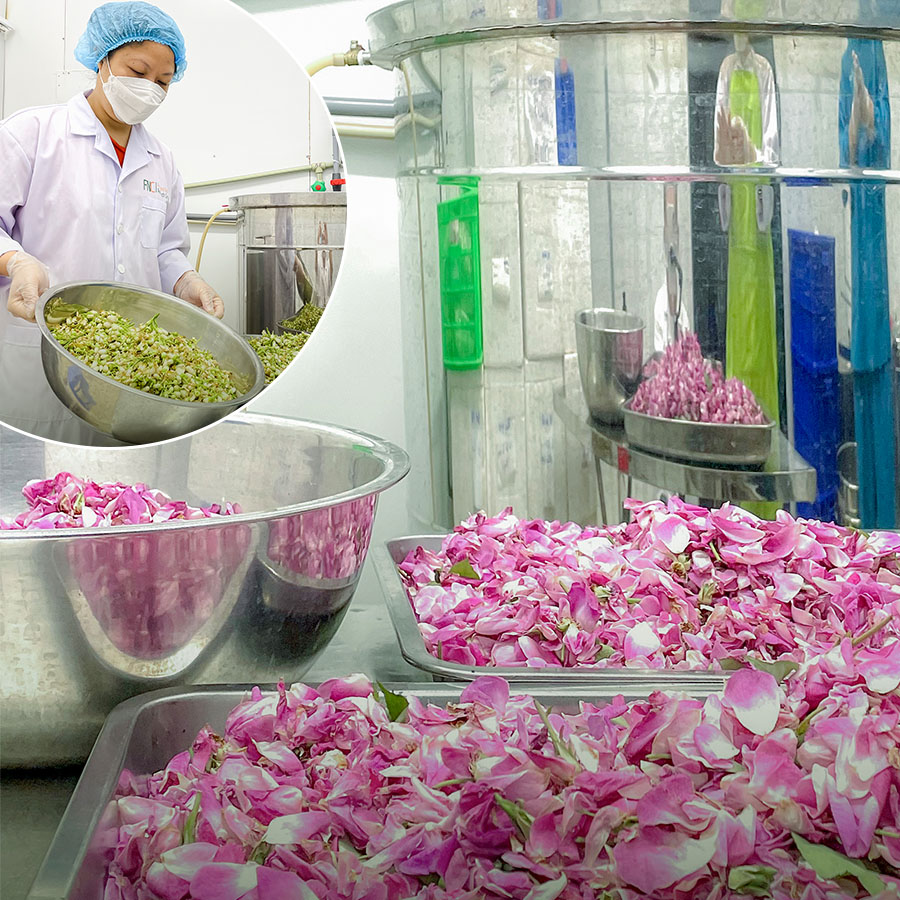 Nâng niu và kiểm soát chất lượng nguyên liệu thiên nhiên tại nhà máy Dear Nature