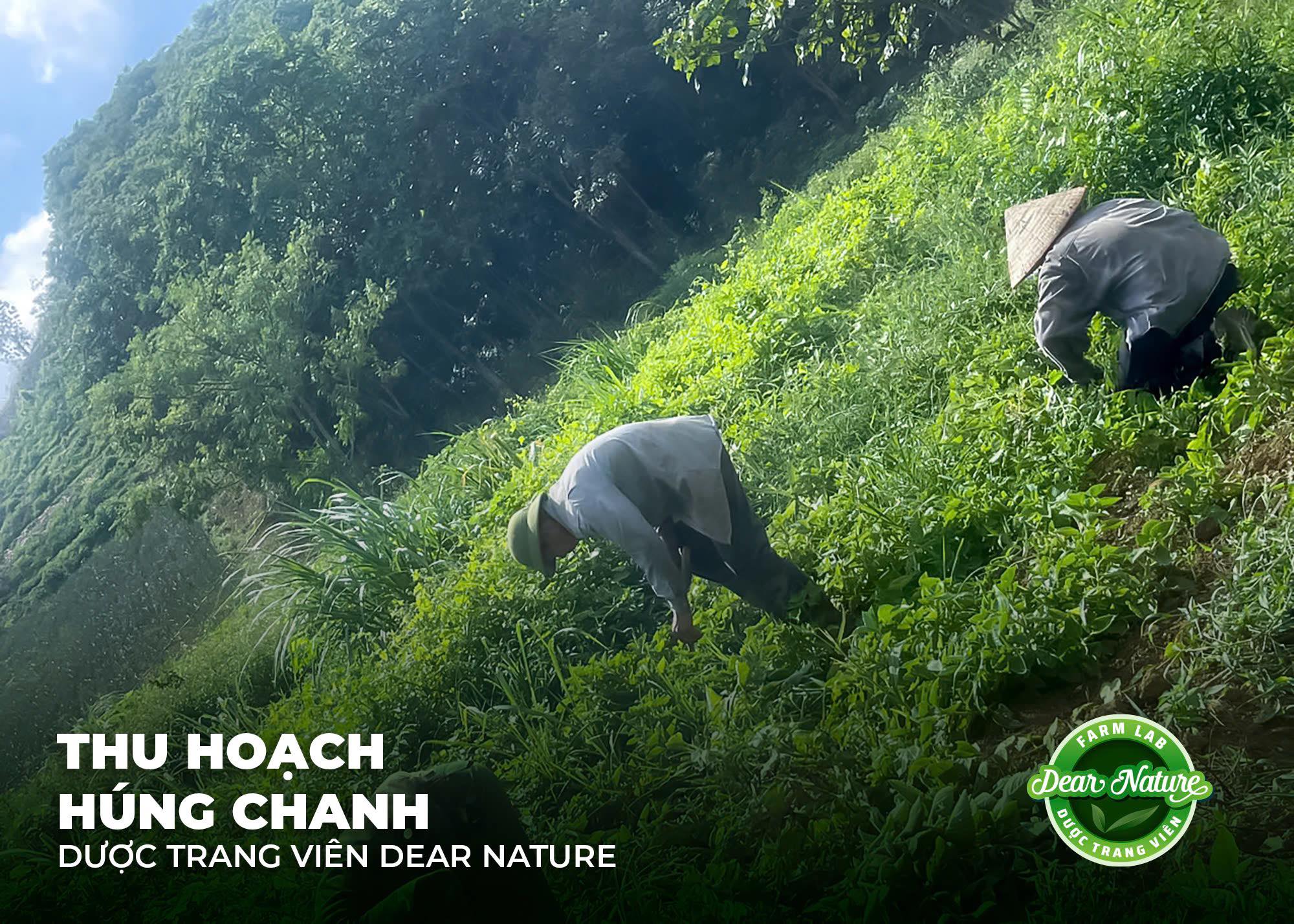 Sự nâng niu trong từng công đoạn thu hoạch Húng Chanh thủ công tại Dear Nature