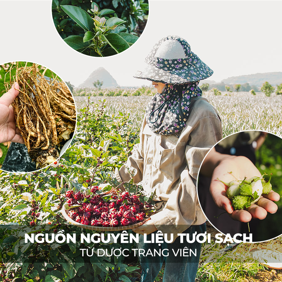 Nguồn nguyên liệu tươi sạch từ Dược Trang Viên cho bữa ăn lành mạnh của cơ thể