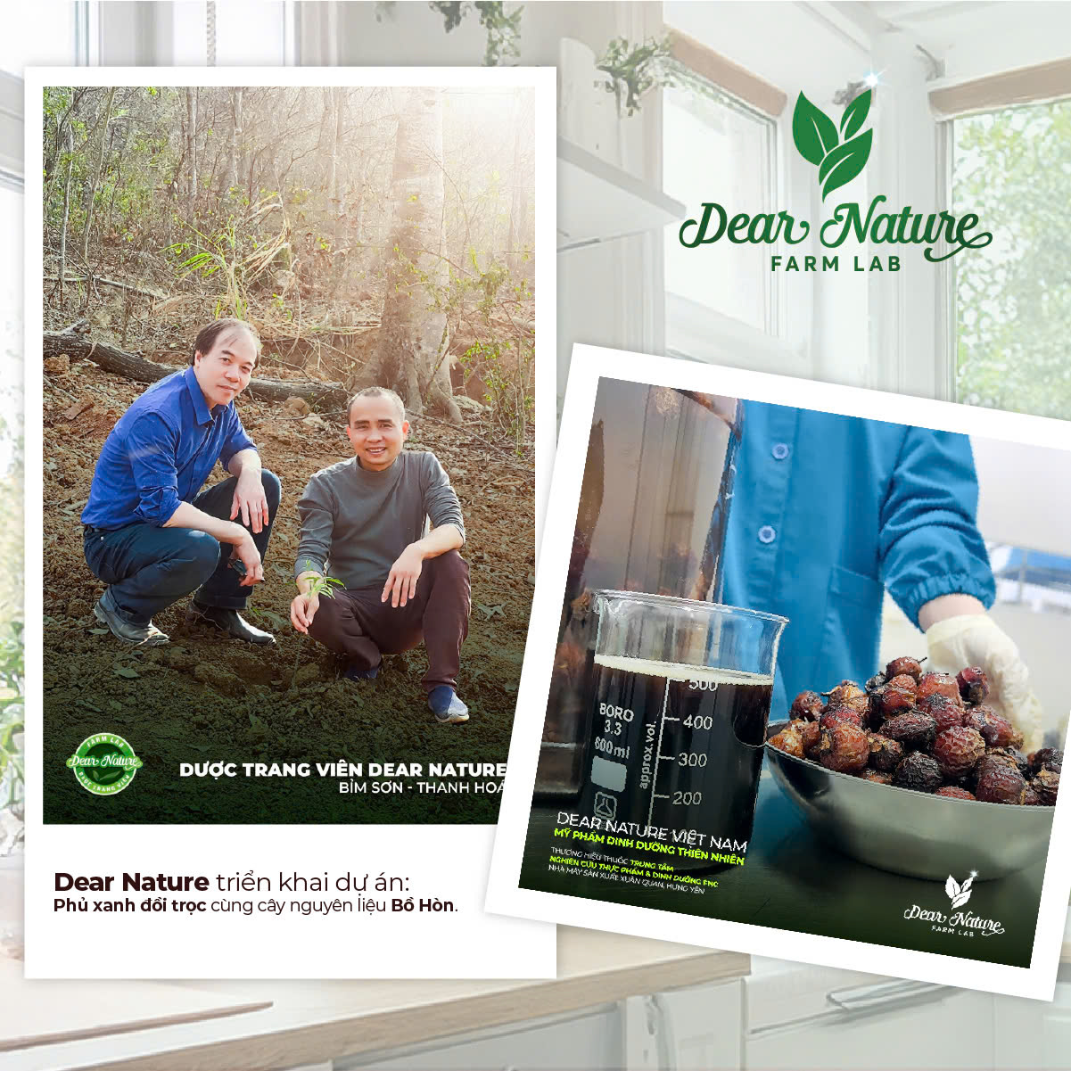 Quả bồ hòn - thành phần làm sạch tự nhiên trong bộ Home Care Dear Nature