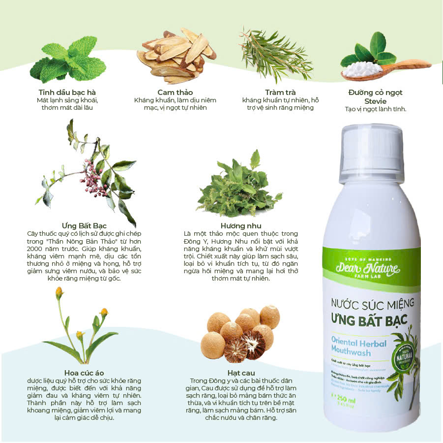 Thành phần thảo mộc của nước súc miệng Ưng Bất Bạc gồm Ưng Bất Bạc, Cúc Áo Hoa Vàng, Bạc Hà