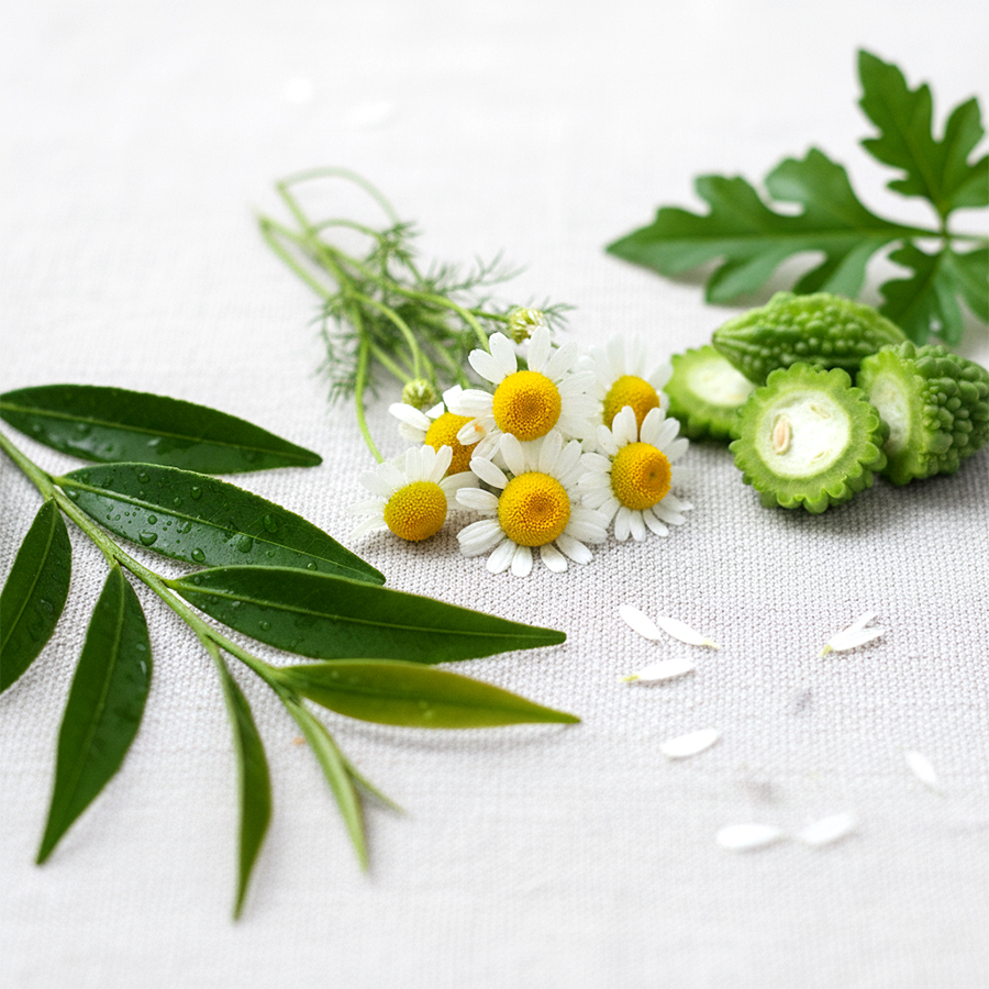 Các loại thảo dược hỗ trợ trị mụn lưng và làm dịu da như Tràm Trà, Cúc La Mã