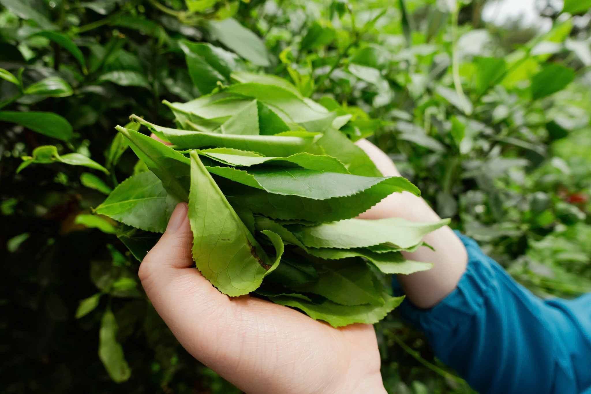 Thu hoạch chè xanh hữu cơ thủ công tại Dược Trang Viên để đảm bảo chất lượng