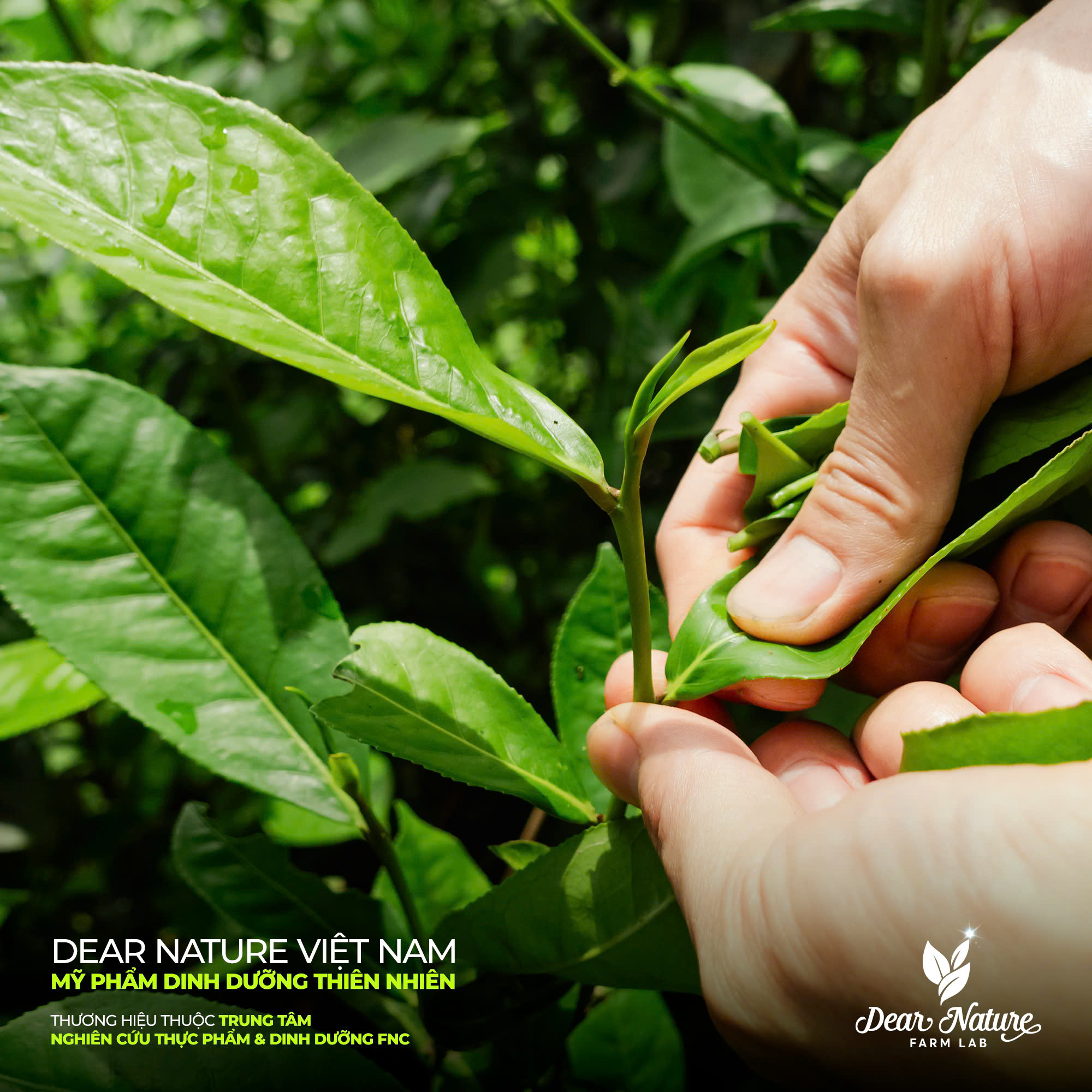 Thu hoạch chè xanh hữu cơ thủ công tại Dược Trang Viên để đảm bảo chất lượng