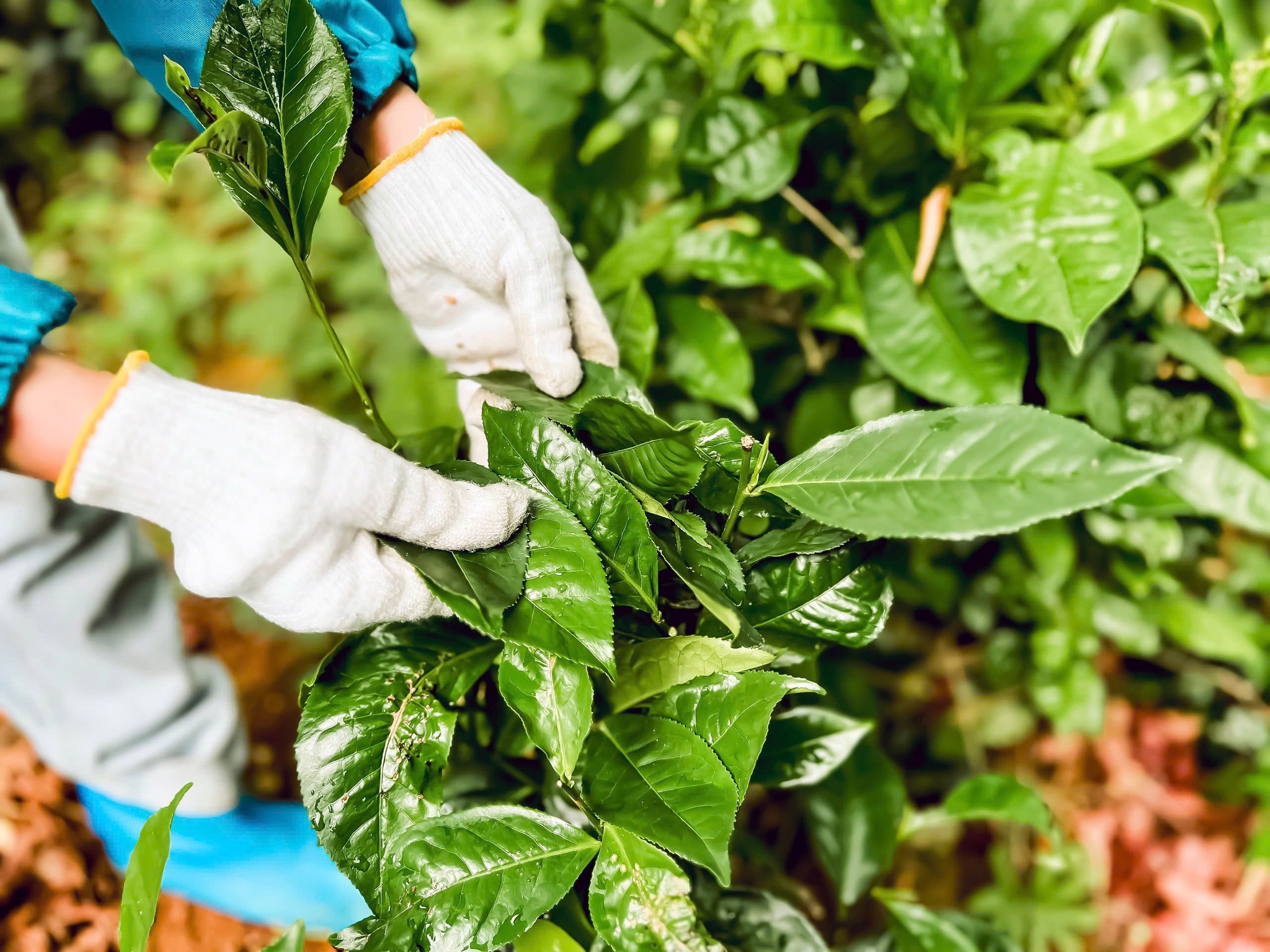 Thu hoạch chè xanh hữu cơ thủ công tại Dược Trang Viên để đảm bảo chất lượng