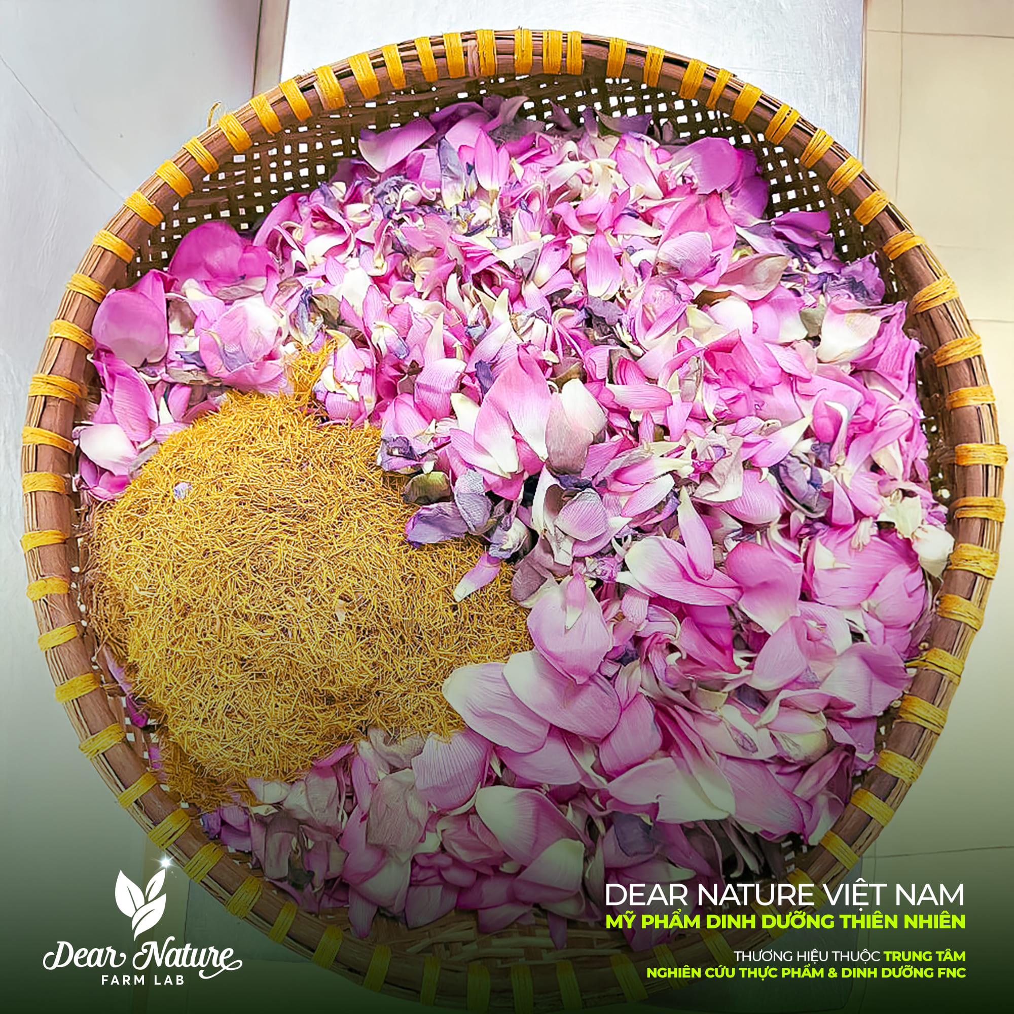 Thu hoạch thủ công, nâng niu từng đóa sen Bách diệp Tây Hồ