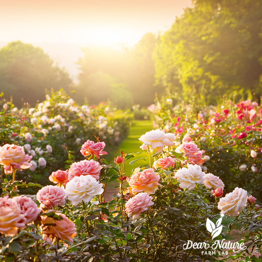 Vườn hồng thuận tự nhiên, nguồn nguyên liệu cho chiết xuất hoa hồng tinh khiết