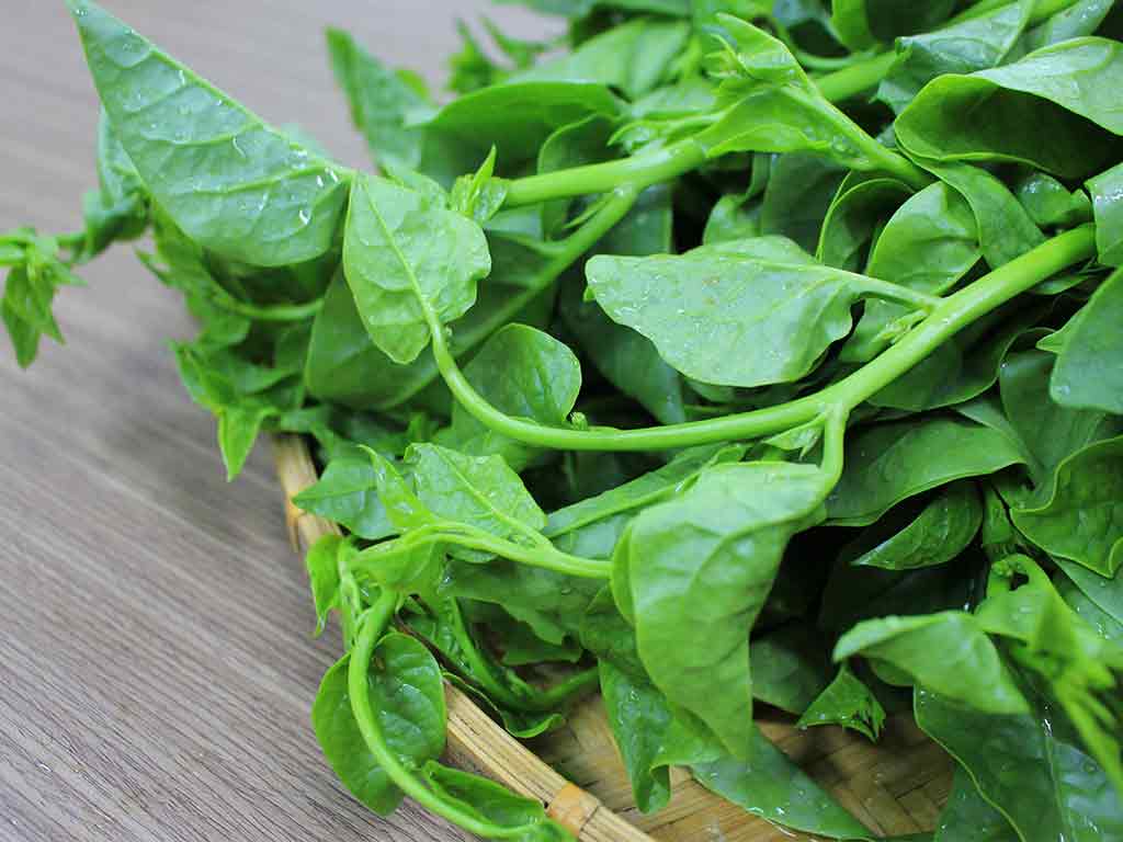 Ăn rau mồng tơi có bị đau xương khớp không