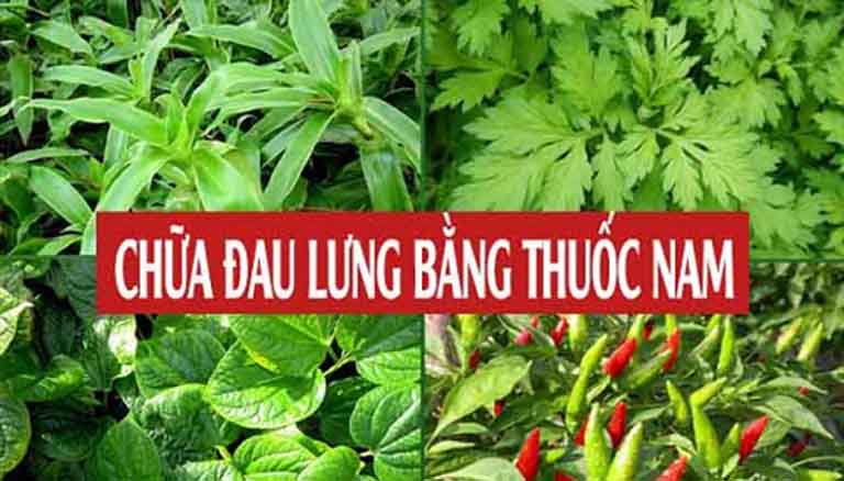Cây thuốc nam chữa trị đau lưng nhức mỏi