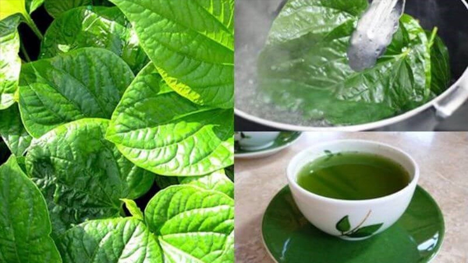 Giảm đau xương khớp bằng cây nhà lá vườn