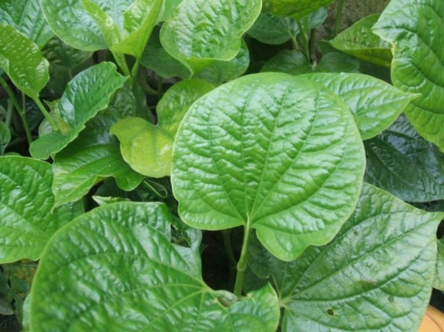 Lá lốt chữa xương khớp như thế nào