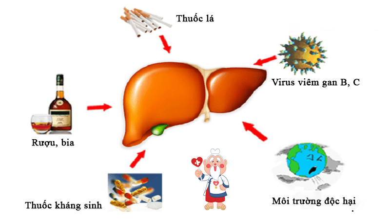 Những Nguyên Nhân Gây Bệnh Gan Phổ Biến