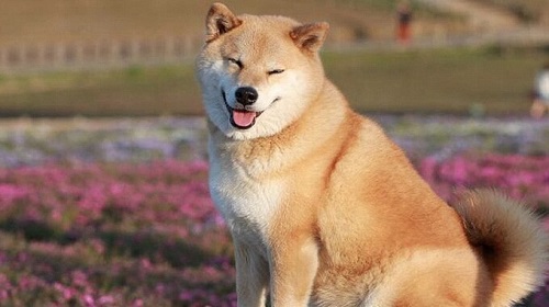 Shiba-cuoi