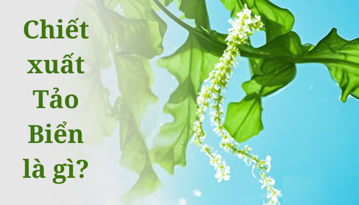 Hình ảnh bài viết