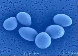 Hình ảnh bài viết