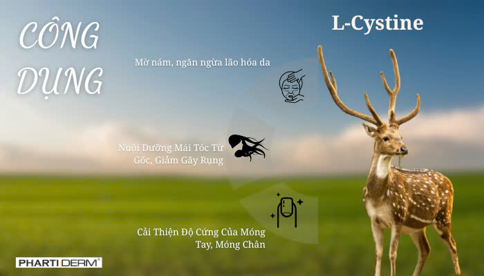 Hình ảnh bài viết