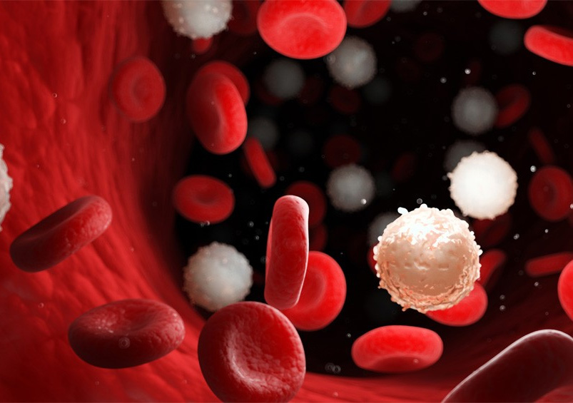 Vai trò bạch cầu với cơ thể