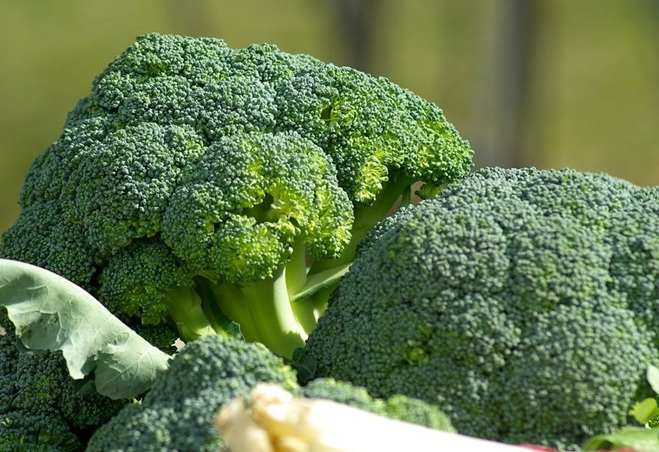 Bông cải xanh tốt cho não bộ