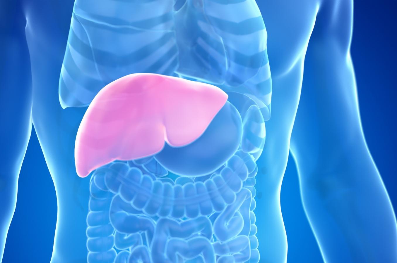 Kích thước gan bình thường ở người trưởng thành