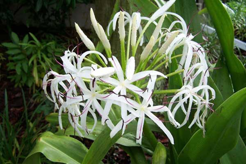 Trinh nữ hoàng cung