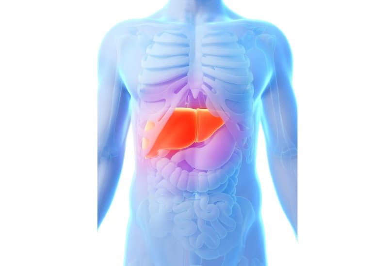 Vị trí của gan trong cơ thể