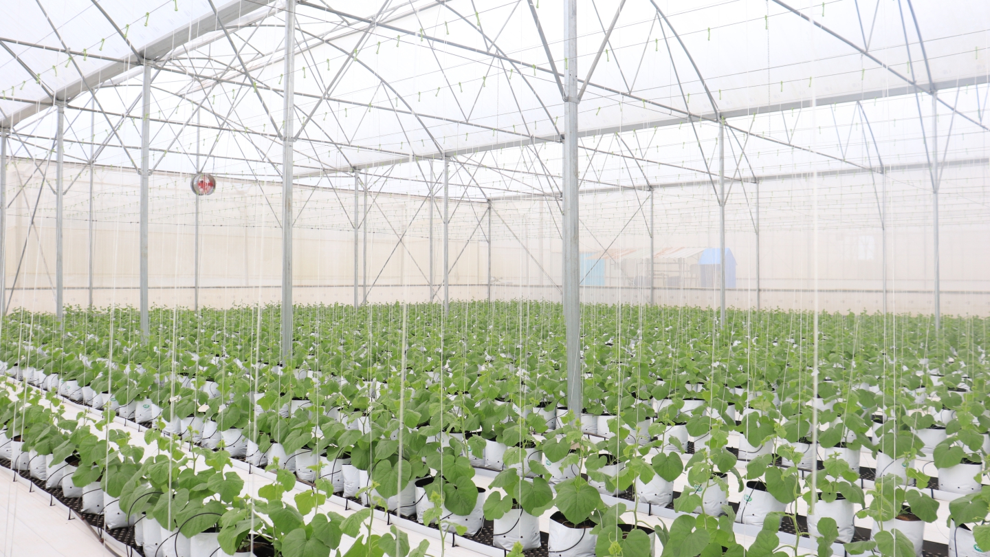 Vườn dưa lưới tiêu chuẩn xuất khẩu quốc tế global gap