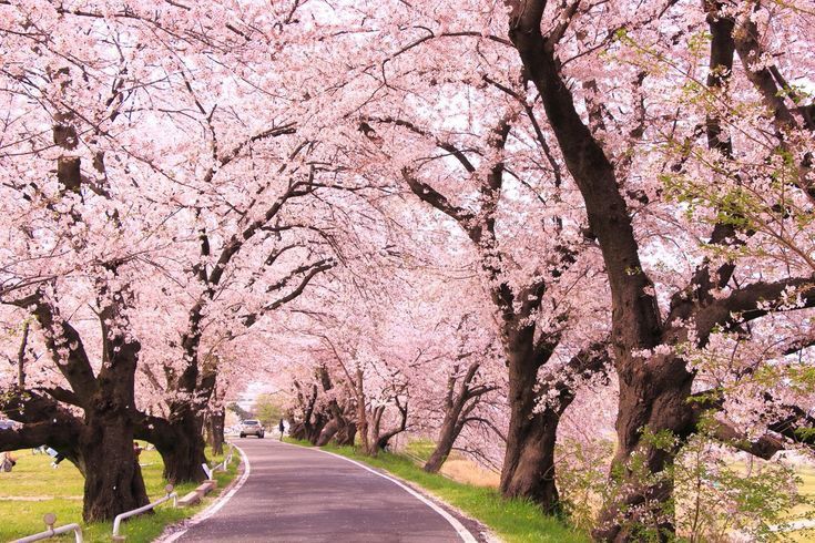 du lịch Nhật Bản 6 ngày 5 đêm