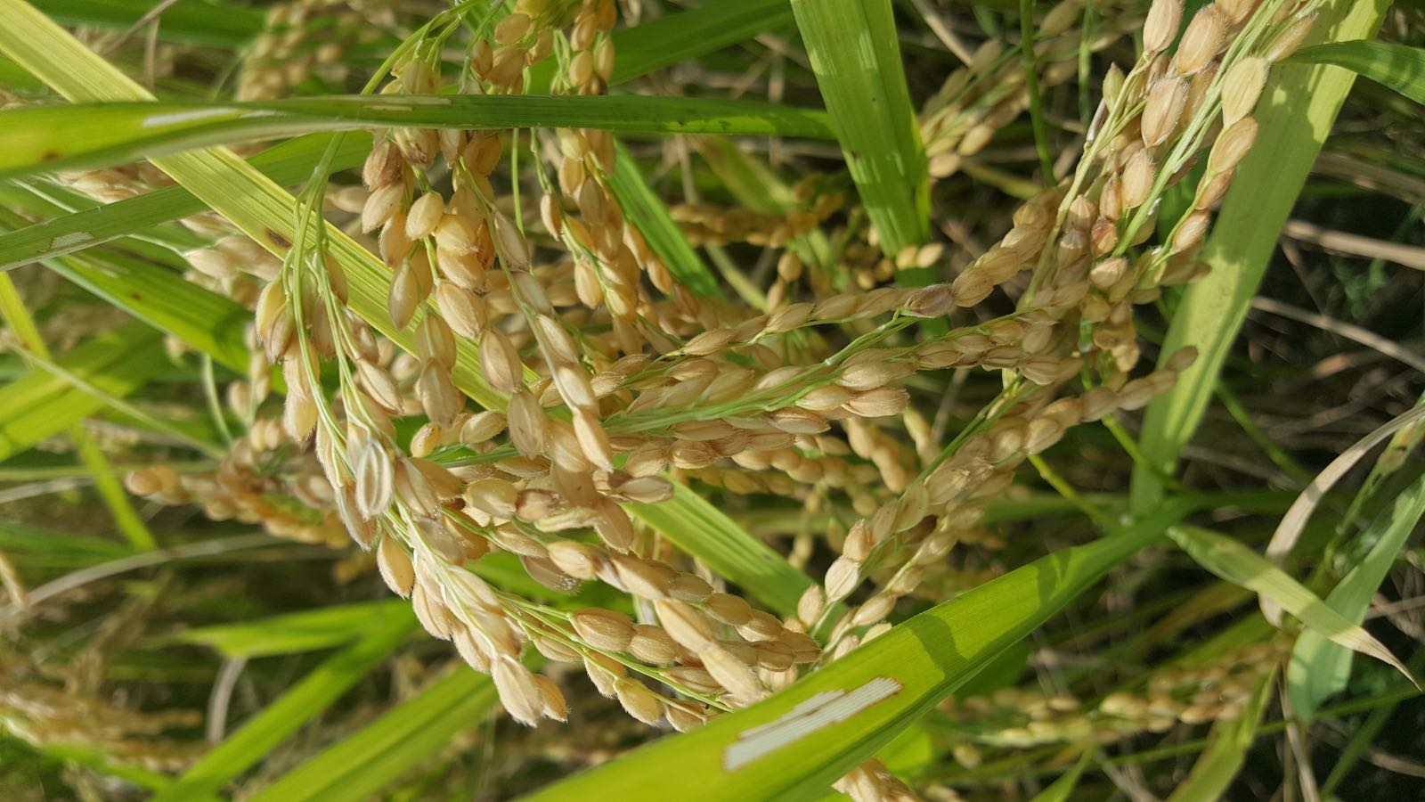 Cánh đồng lúa dùng phân bón Cò Bay