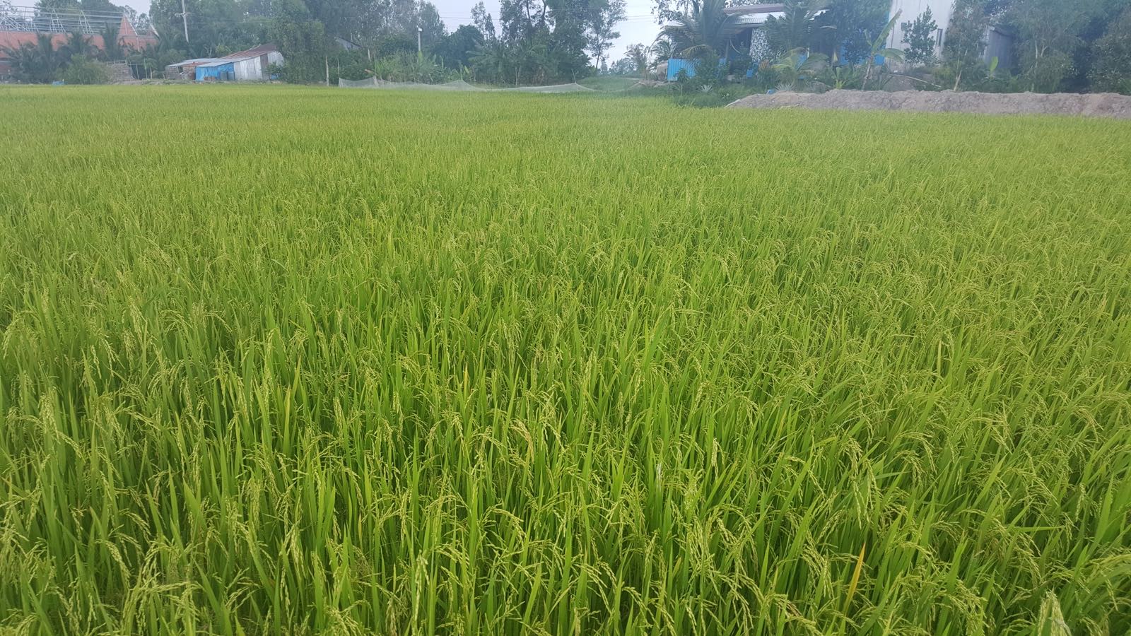 Ruộng lúa xanh