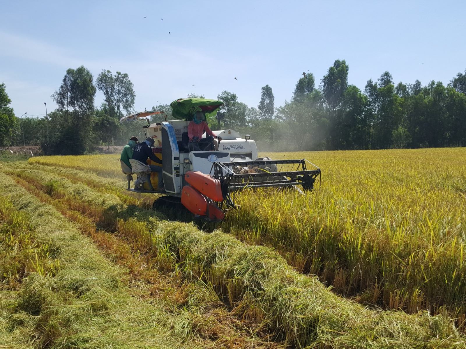 Thu hoạch lúa bằng máy gặt