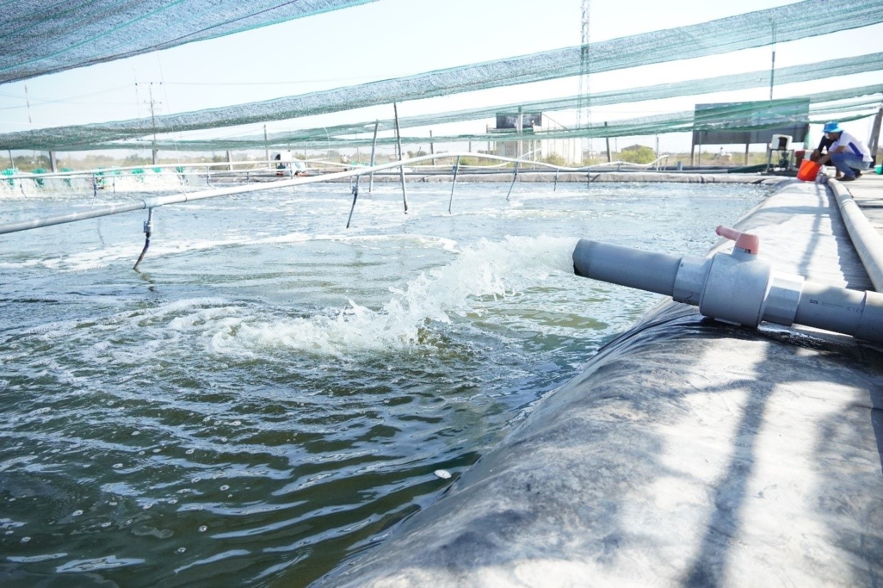 Thay nước định kỳ giúp loại bỏ các chất cặn, chất thải hữu cơ và chất độc hại tích tụ trong ao, giữ cho môi trường sống của tôm luôn trong điều kiện tốt nhất.