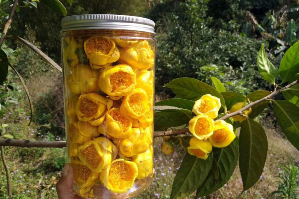 Bảo quản trà hoa vàng trong thời gian ngắn